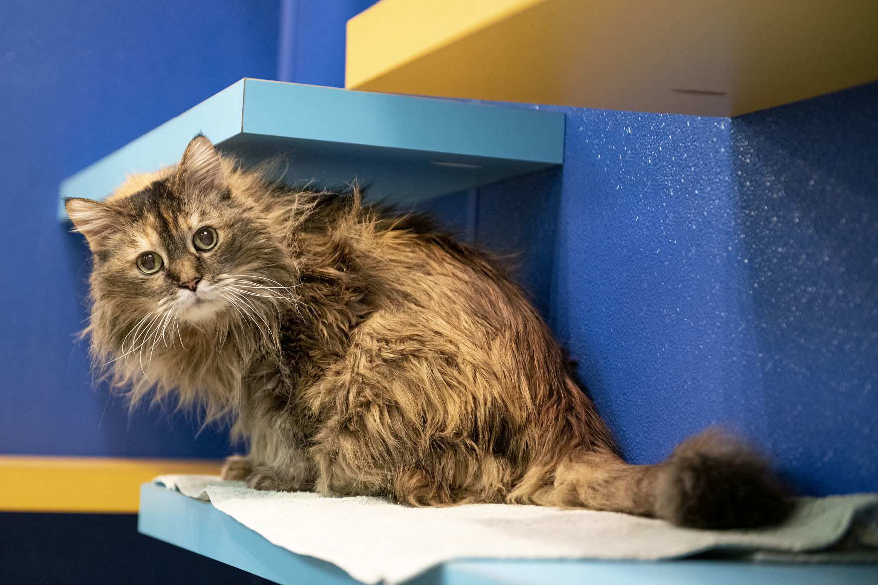 The Siouxland Humane Society is mostly empty during COVID-19